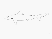 Image of Carcharhinus borneensis (Borneo shark)