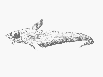 Image of Coelorinchus polli 