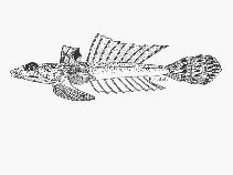 Image of Callionymus filamentosus (Blotchfin dragonet)
