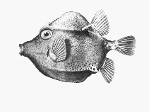 Image of Caprichthys gymnura (Rigid boxfish)