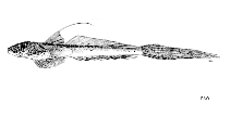 Image of Callionymus margaretae (Margaret\