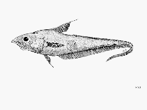 Image of Coelorinchus marinii (Marini\
