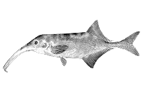 Image of Campylomormyrus numenius 