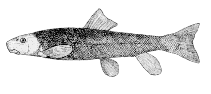 Image of Catostomus platyrhynchus (Mountain sucker)