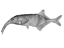 Image of Campylomormyrus tshokwe 