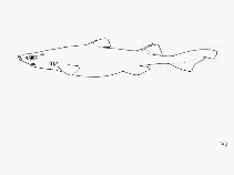 Image of Centroscyllium kamoharai (Bareskin dogfish)