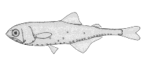 Image of Centrobranchus nigroocellatus (Roundnose lanternfish)