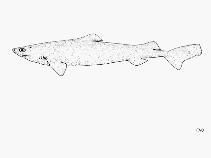 Image of Centroscymnus plunketi (Plunket shark)