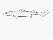 Image of Centroscyllium ritteri (Whitefin dogfish)