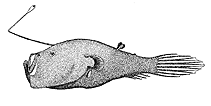 Image of Ceratias uranoscopus (Stargazing seadevil)