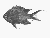 Image of Pycnochromis agilis (Agile chromis)