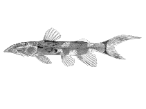 Image of Chiloglanis batesii 