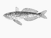 Image of Champsodon capensis (Gaper)
