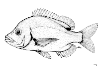 Image of Chrysoblephus cristiceps (Daggerhead seabream)