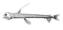 Image of Chauliodus danae (Dana viperfish)