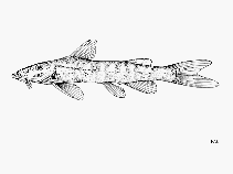 Image of Chiloglanis deckenii (Pangani suckermouth)