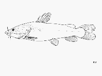Image of Bathybagrus grandis (Kukumai)
