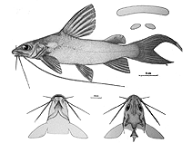 Image of Chrysichthys longibarbis 