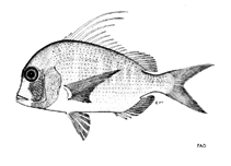 Image of Chrysoblephus lophus (False red stumpnose)