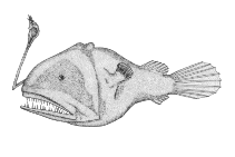 Image of Chaenophryne melanorhabdus 