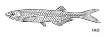 Image of Chelaethiops minutus 