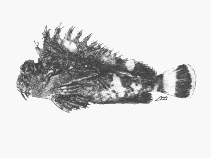 Image of Choridactylus natalensis (Threestick stingfish)