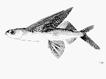 Image of Cheilopogon nigricans (Blacksail flyingfish)