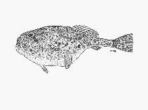 Image of Chaunax penicillatus (Pencil coffinfish)