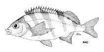 Image of Cheilodactylus pixi (Barred fingerfin)