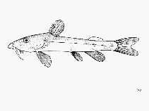 Image of Chiloglanis pojeri 