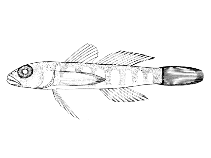 Image of Chriolepis vespa (Wasp goby)