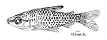 Image of Chilodus zunevei 