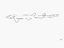 Image of Cirrhoscyllium formosanum (Taiwan saddled carpetshark)