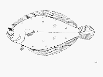 Image of Citharichthys stampflii (Smooth flounder)