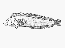 Image of Clinus berrisfordi (Onrust klipfish)