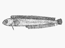 Image of Clinoporus biporosus (Ladder klipfish)