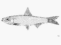 Image of Clupeichthys bleekeri (Kapuas river sprat)