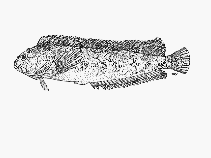 Image of Clinus heterodon (Westcoast klipfish)