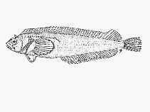 Image of Clinus latipennis (False Bay klipfish)