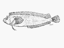 Image of Clinus nematopterus (Chinese klipfish)