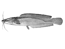 Image of Clarias ngamensis (Blunt-toothed African catfish)