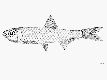 Image of Clupeoides papuensis (Papuan river sprat)