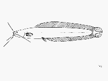 Image of Clariallabes petricola (Victoria snake catfish)