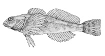 Image of Cottus aleuticus (Coastrange sculpin)