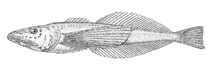 Image of Comephorus baikalensis (Big Baikal oilfish)