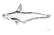 Image of Coilia borneensis (Bornean grenadier anchovy)
