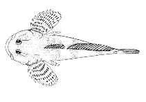 Image of Cottus czerskii (Cherskii\