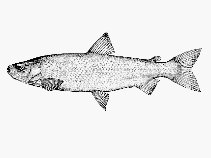 Image of Coregonus huntsmani (Atlantic whitefish)