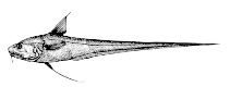 Image of Coryphaenoides leptolepis (Ghostly grenadier)