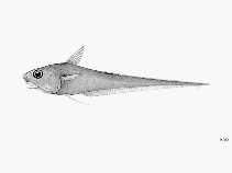 Image of Coryphaenoides mexicanus (Mexican grenadier)